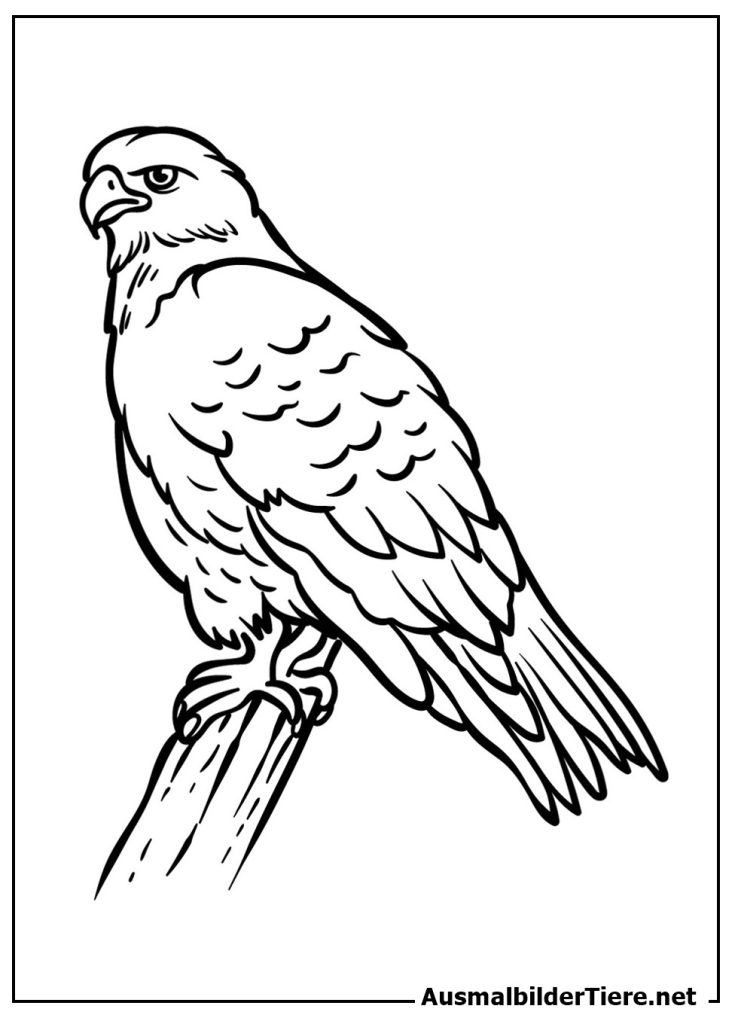 Ausmalbilder Falken. Kostenlos als PDF, Drucken für Kinder