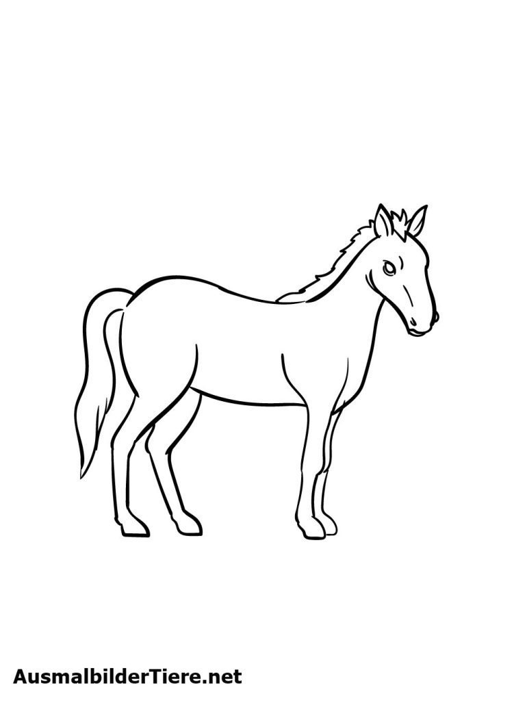 Pferde Zeichnen Schritt 7