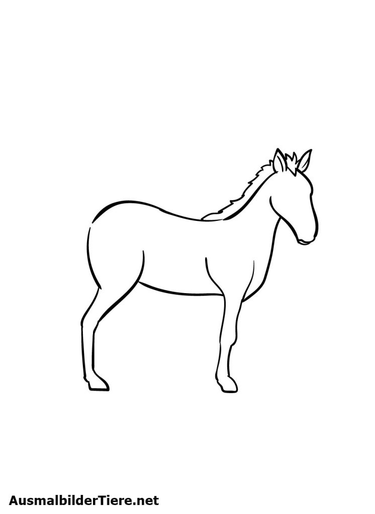 Pferde Zeichnen Schritt 5