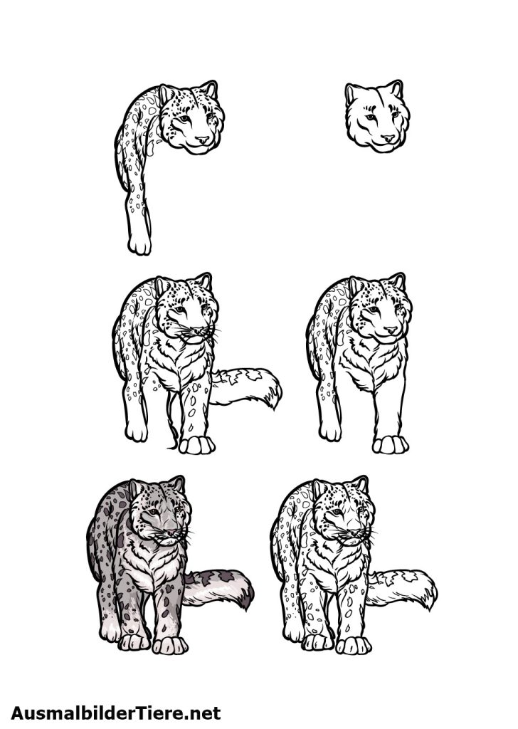Wie zeichnet man einen Schneeleoparden - Schritt für Schritt Zeichnen