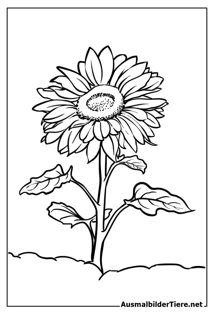 Ausmalbilder Sonnenblume für Mädchen und Jungen